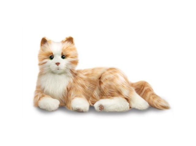 orange-tabby